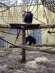 Chimpanzees at the Safaripark Beekse Bergen