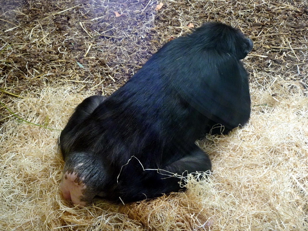 Chimpanzee at the Safaripark Beekse Bergen