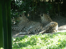 Persian Leopards at the Safaripark Beekse Bergen