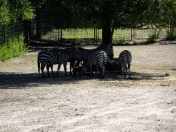 Grévy`s Zebras at the Safaripark Beekse Bergen