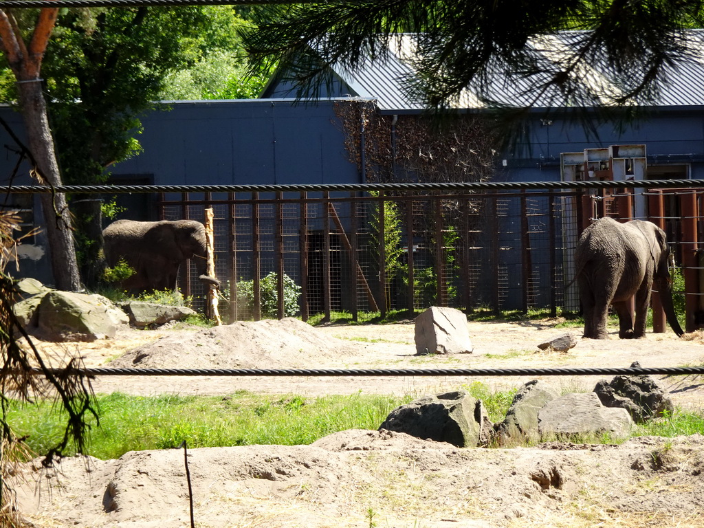 African Elephants at the Safaripark Beekse Bergen