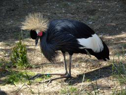 Black Crowned Crane at the Safaripark Beekse Bergen