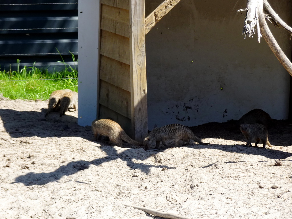 Banded Mongooses at the Safaripark Beekse Bergen