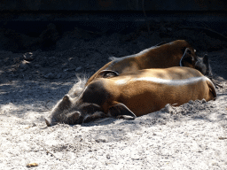 Red River Hogs at the Safaripark Beekse Bergen
