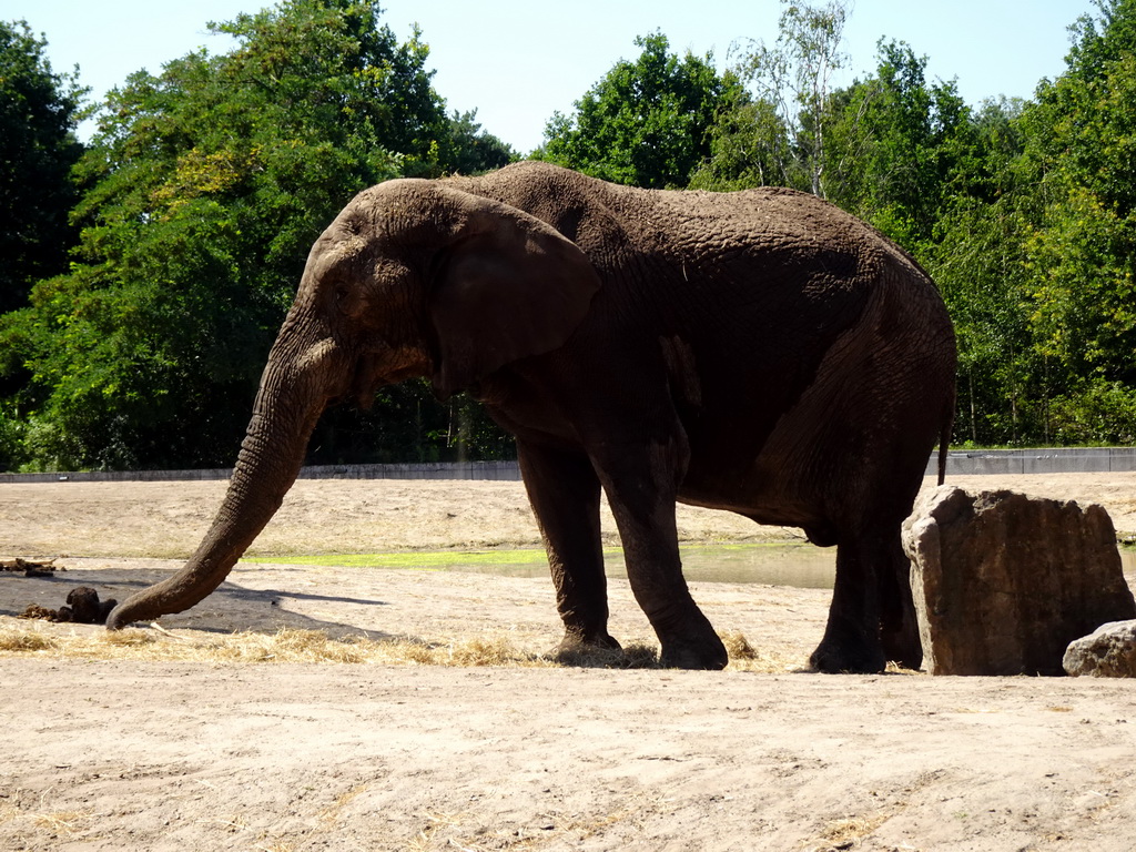 African Elephant at the Safaripark Beekse Bergen