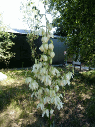 Plant with flowers at the Safaripark Beekse Bergen