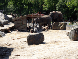African Elephants and Hamadryas Baboons at the Safaripark Beekse Bergen