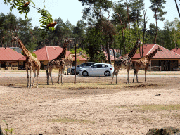 Cars, Rothschild`s Giraffes and holiday homes of the Safari Resort at the Safaripark Beekse Bergen