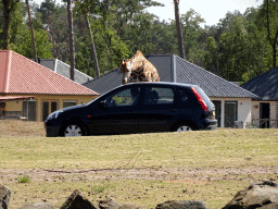 hilvarenbeek_6_159 - 455 kb - 1024x768 - Car, Rothschild`s Giraffe and holiday homes of the Safari Resort at the Safaripark Beekse Bergen Car, Rothschild`s Giraffe and holiday homes of the Safari Resort at the Safaripark Beekse Bergen