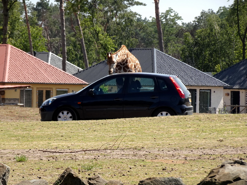 Car, Rothschild`s Giraffe and holiday homes of the Safari Resort at the Safaripark Beekse Bergen