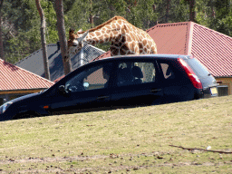 hilvarenbeek_6_160 - 401 kb - 1024x768 - Car, Rothschild`s Giraffe and holiday homes of the Safari Resort at the Safaripark Beekse Bergen Car, Rothschild`s Giraffe and holiday homes of the Safari Resort at the Safaripark Beekse Bergen
