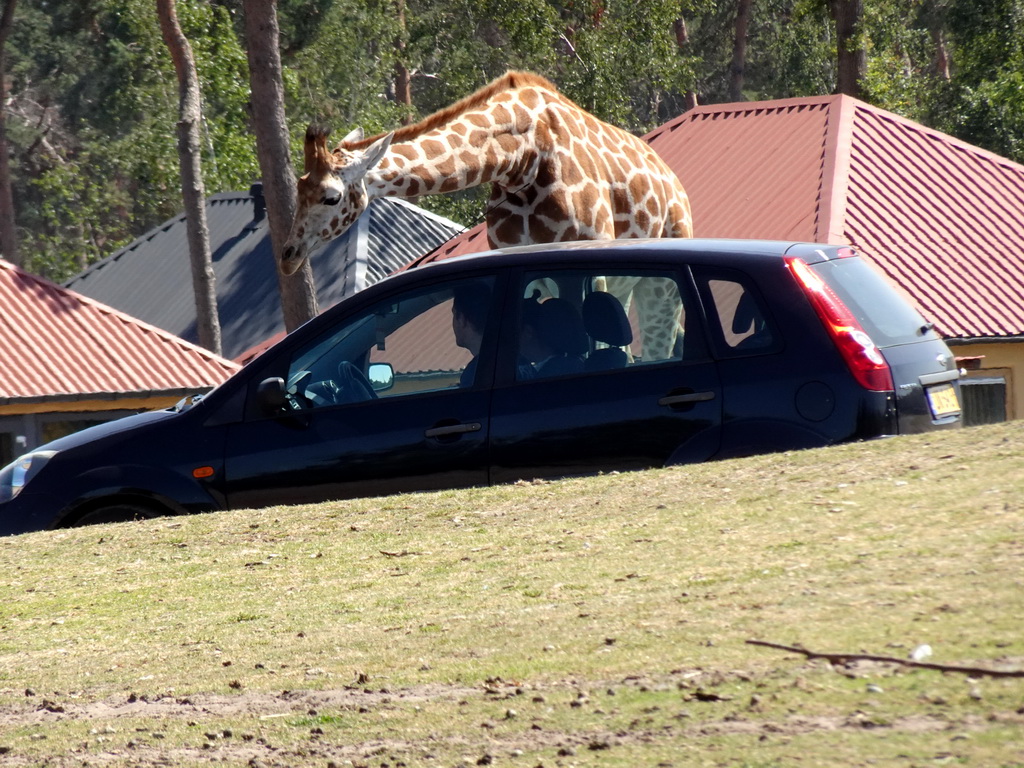 Car, Rothschild`s Giraffe and holiday homes of the Safari Resort at the Safaripark Beekse Bergen