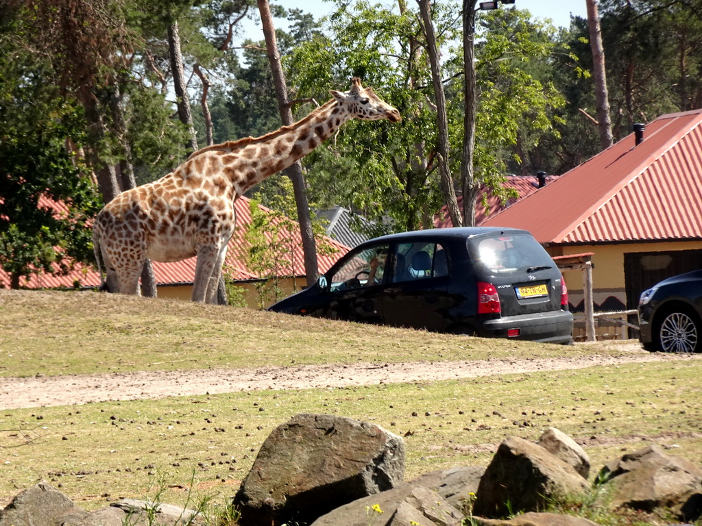 Car, Rothschild`s Giraffe and holiday homes of the Safari Resort at the Safaripark Beekse Bergen