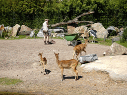 Zookeeper, Marabou Stork and Deer at the Safaripark Beekse Bergen
