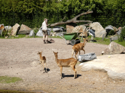 hilvarenbeek_6_163 - 495 kb - 1024x768 - Zookeeper, Marabou Stork and Deer at the Safaripark Beekse Bergen Zookeeper, Marabou Stork and Deer at the Safaripark Beekse Bergen