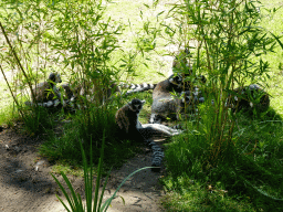 Ring-tailed Lemurs at the Safaripark Beekse Bergen