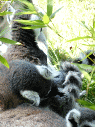 Ring-tailed Lemurs at the Safaripark Beekse Bergen