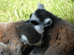 Ring-tailed Lemurs at the Safaripark Beekse Bergen