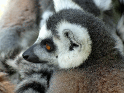 Ring-tailed Lemur at the Safaripark Beekse Bergen