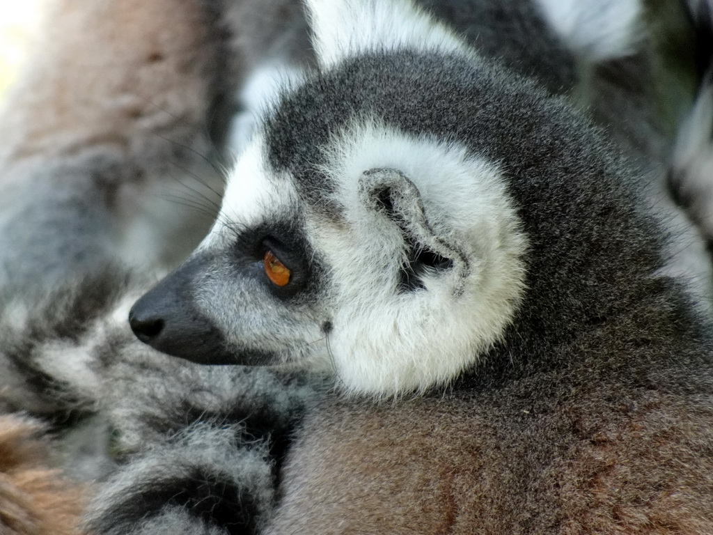 Ring-tailed Lemur at the Safaripark Beekse Bergen