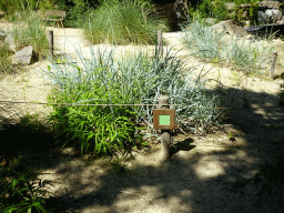 Plants at the African Penguin enclosure at the Safaripark Beekse Bergen