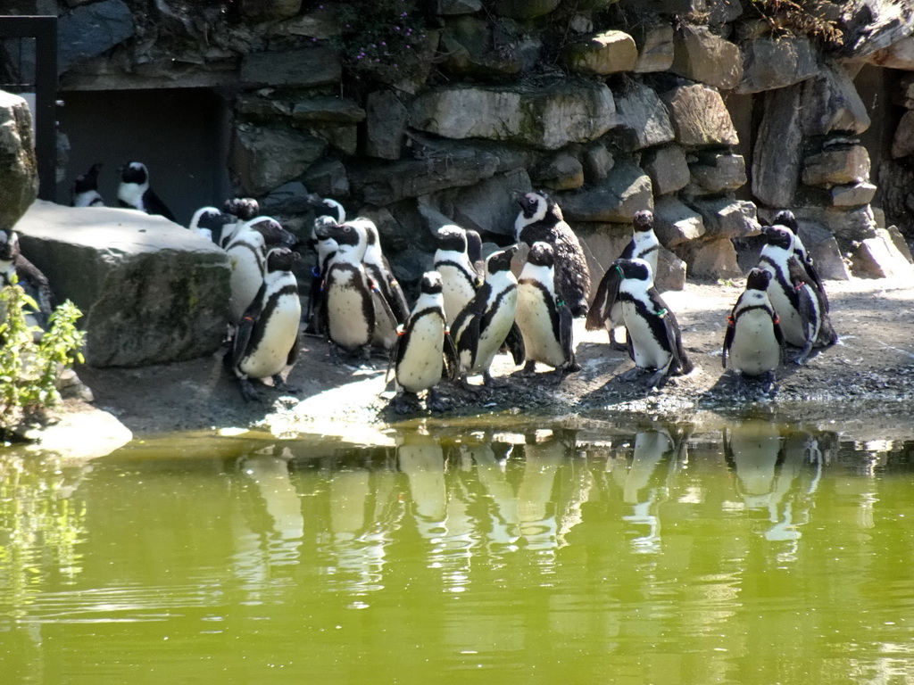 African Penguins at the Safaripark Beekse Bergen