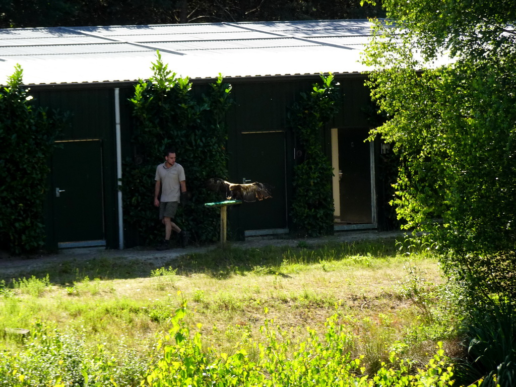 Zookeeper and Steppe Eagle at the Safaripark Beekse Bergen, during a training at the Birds of Prey Safari area