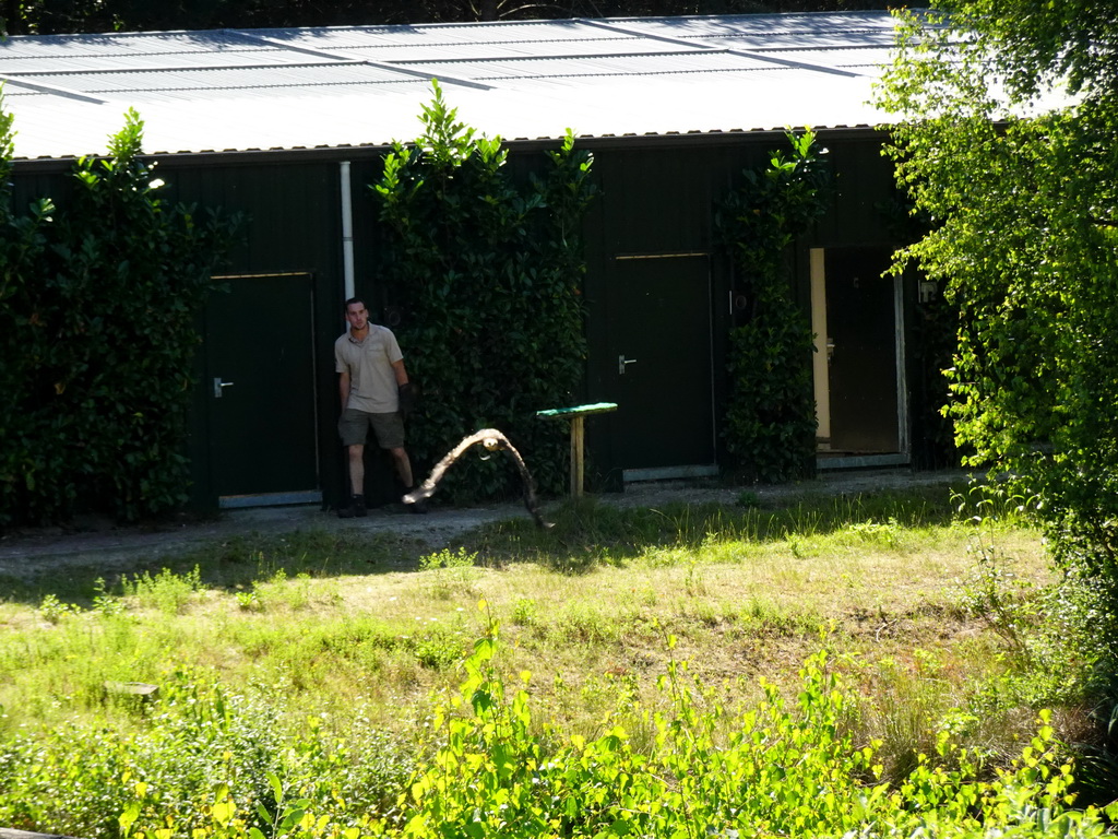 Zookeeper and Steppe Eagle at the Safaripark Beekse Bergen, during a training at the Birds of Prey Safari area