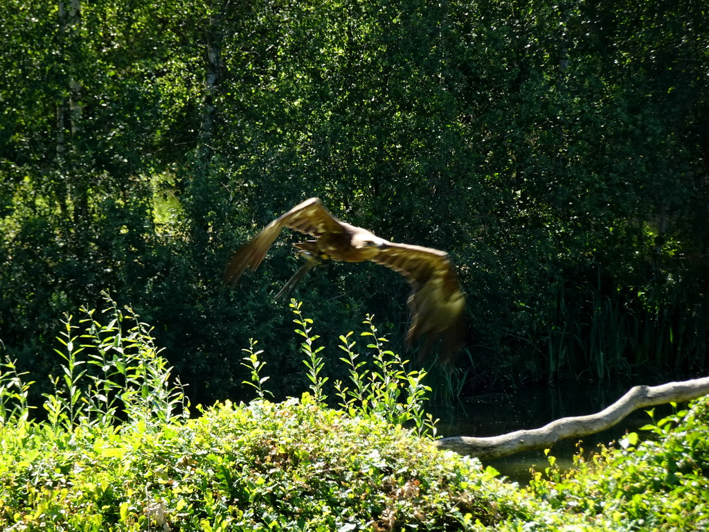 Steppe Eagle at the Safaripark Beekse Bergen, during a training at the Birds of Prey Safari area