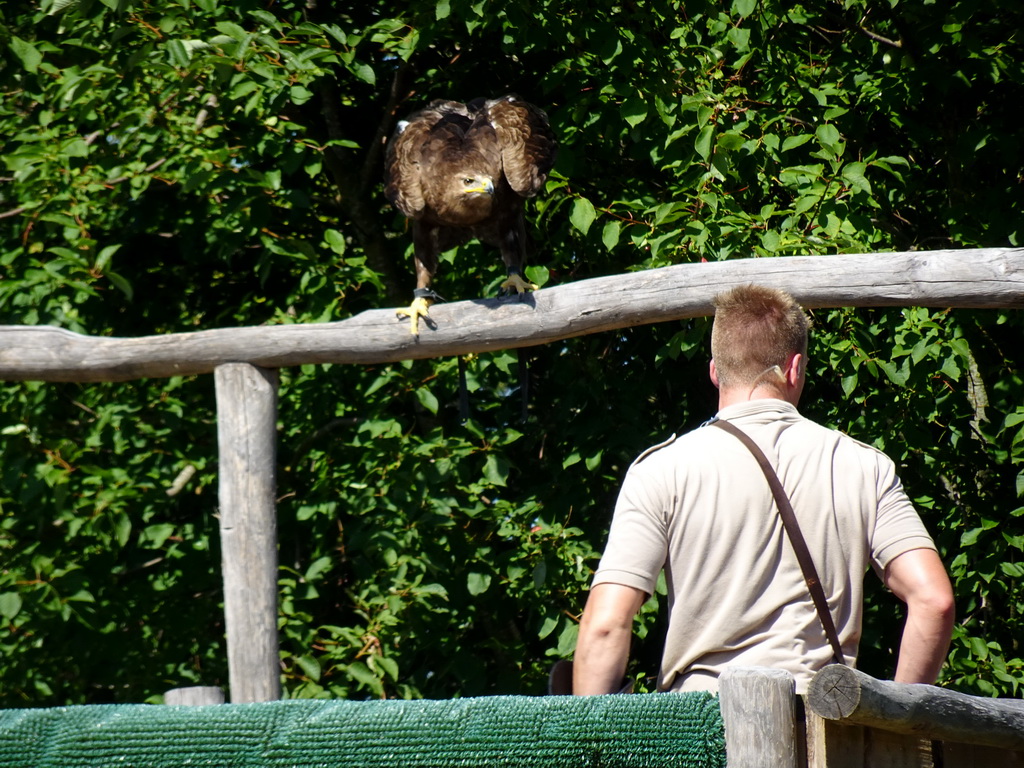 Zookeeper and Steppe Eagle at the Safaripark Beekse Bergen, during a training at the Birds of Prey Safari area