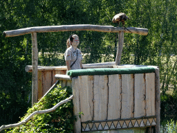 Zookeeper and Steppe Eagle at the Safaripark Beekse Bergen, during a training at the Birds of Prey Safari area