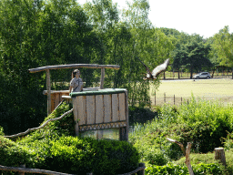 Zookeeper and Steppe Eagle at the Safaripark Beekse Bergen, during a training at the Birds of Prey Safari area