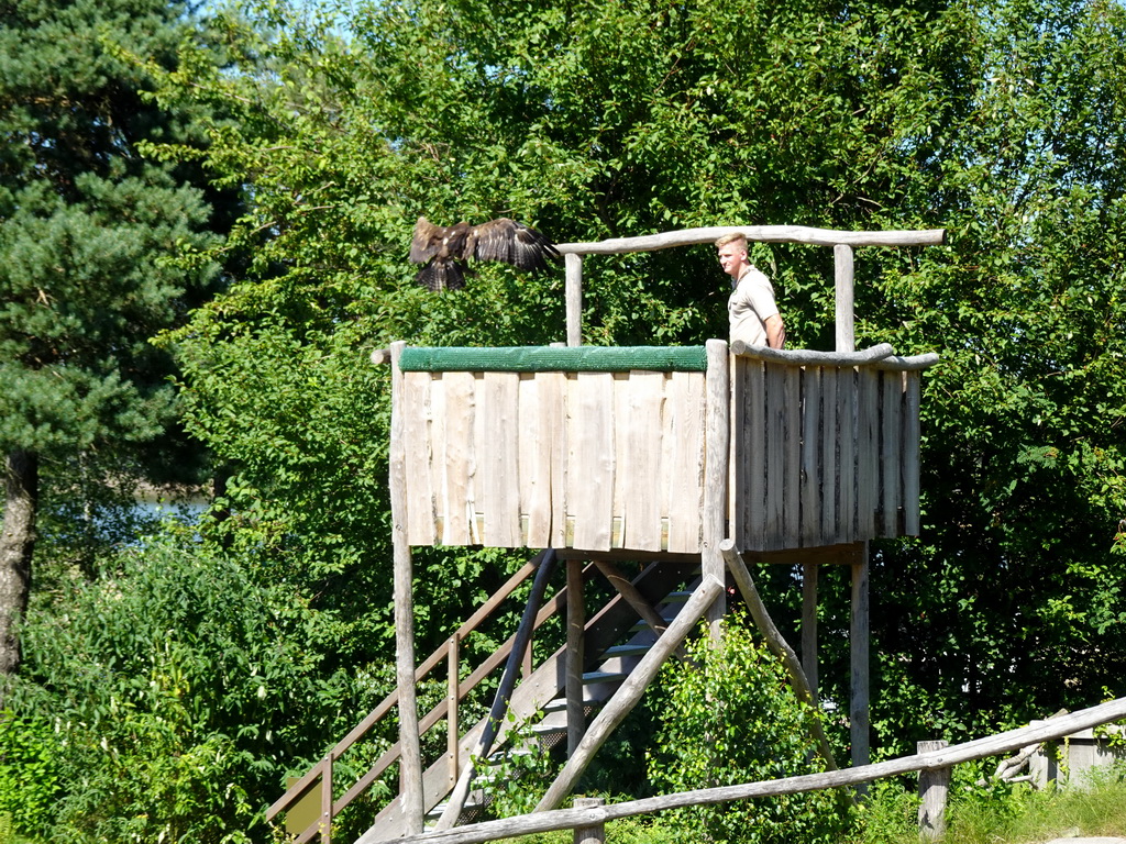 Zookeeper and Steppe Eagle at the Safaripark Beekse Bergen, during a training at the Birds of Prey Safari area