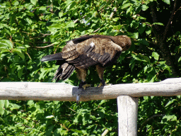 Steppe Eagle at the Safaripark Beekse Bergen, during a training at the Birds of Prey Safari area