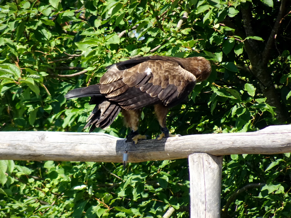 Steppe Eagle at the Safaripark Beekse Bergen, during a training at the Birds of Prey Safari area