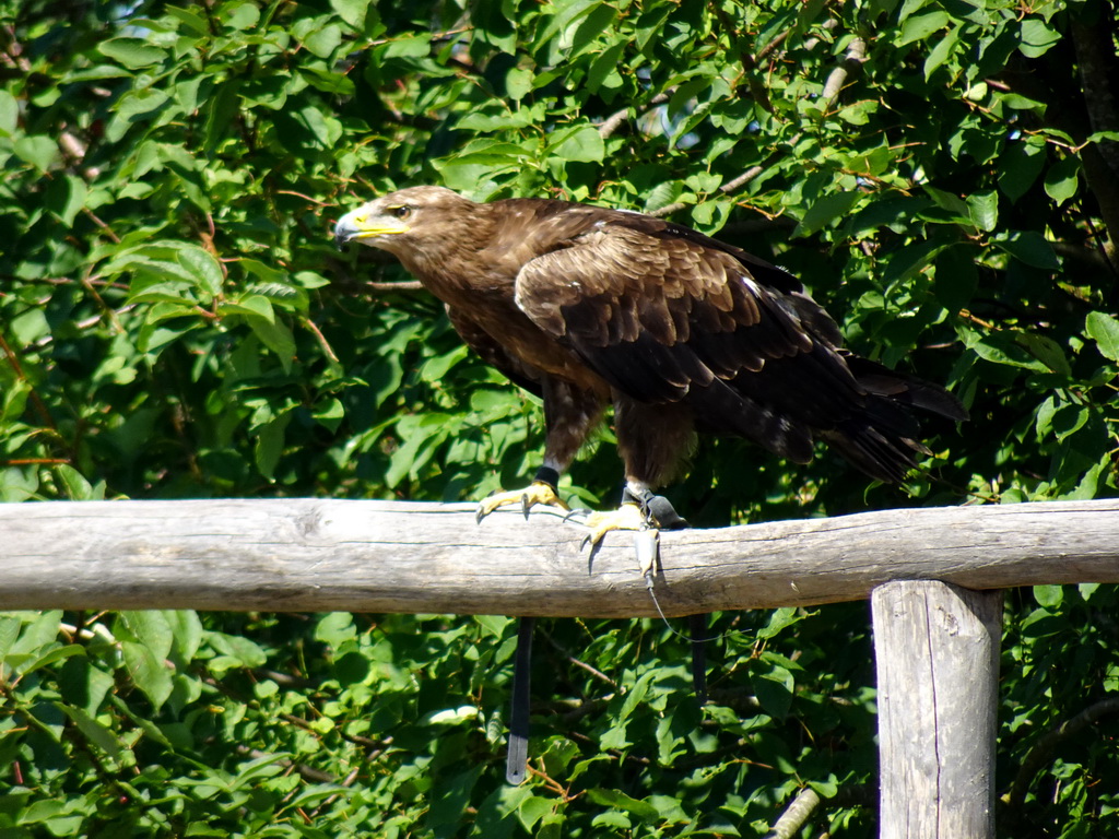 Steppe Eagle at the Safaripark Beekse Bergen, during a training at the Birds of Prey Safari area