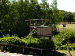 Zookeeper and Steppe Eagle at the Safaripark Beekse Bergen, during a training at the Birds of Prey Safari area