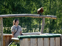 Zookeeper and Steppe Eagle at the Safaripark Beekse Bergen, during a training at the Birds of Prey Safari area