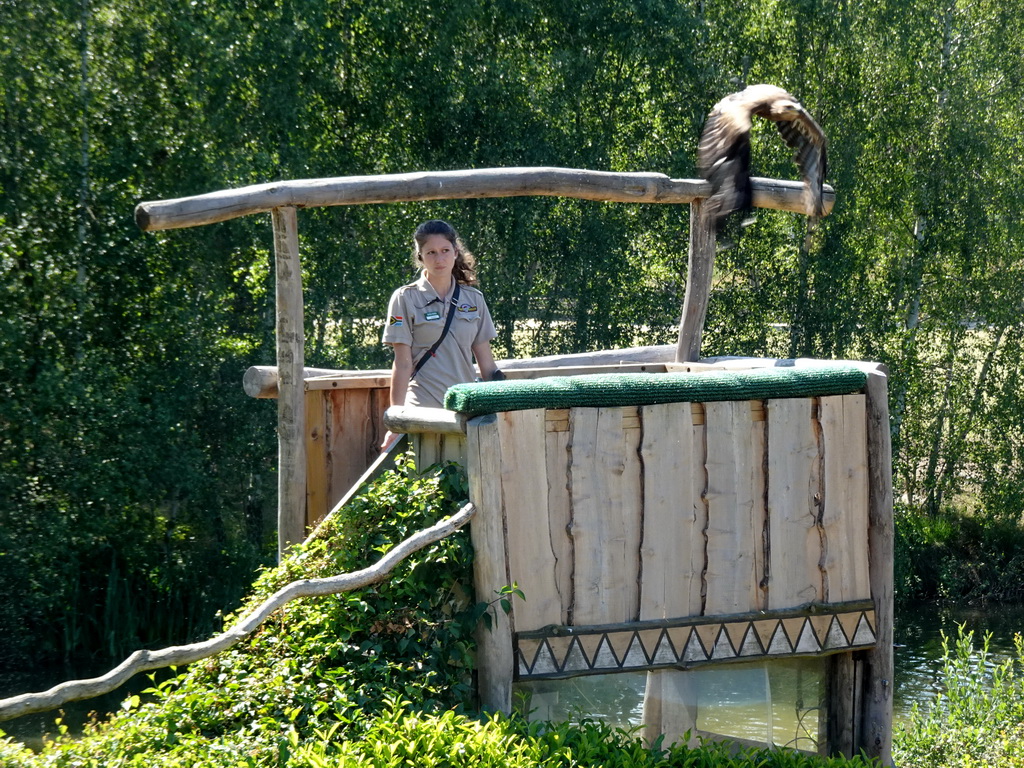 Zookeeper and Steppe Eagle at the Safaripark Beekse Bergen, during a training at the Birds of Prey Safari area