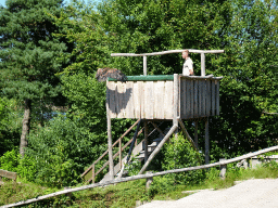 Zookeeper and Steppe Eagle at the Safaripark Beekse Bergen, during a training at the Birds of Prey Safari area