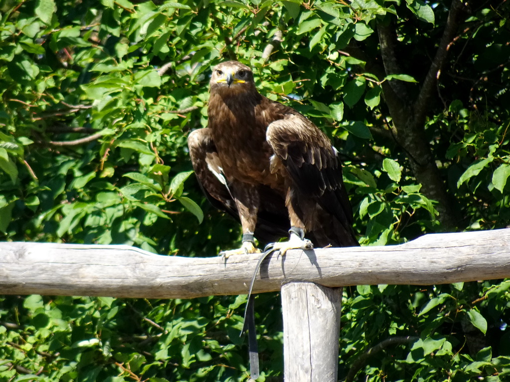 Steppe Eagle at the Safaripark Beekse Bergen, during a training at the Birds of Prey Safari area