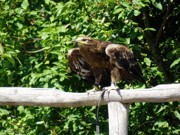 Steppe Eagle at the Safaripark Beekse Bergen, during a training at the Birds of Prey Safari area