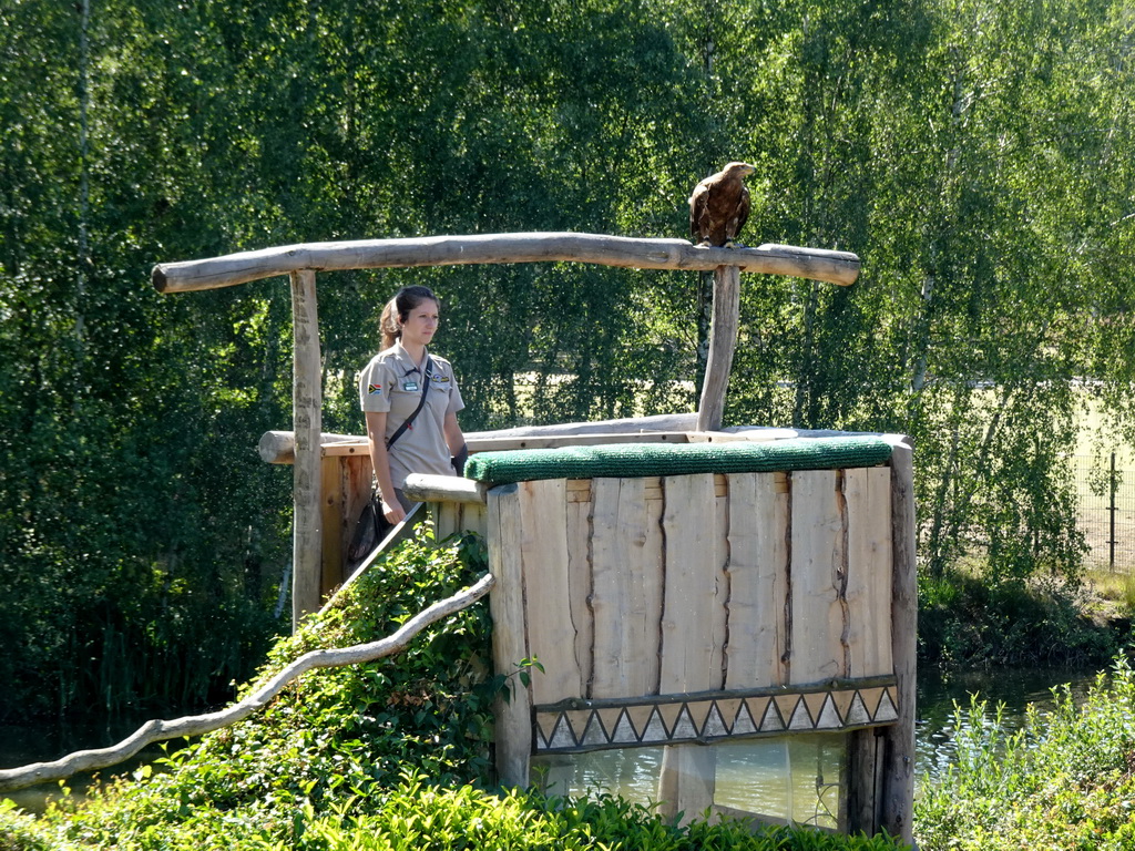 Zookeeper and Steppe Eagle at the Safaripark Beekse Bergen, during a training at the Birds of Prey Safari area