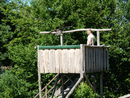 Zookeeper and Steppe Eagle at the Safaripark Beekse Bergen, during a training at the Birds of Prey Safari area