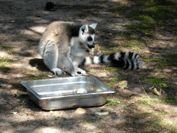 Ring-tailed Lemur at the Safaripark Beekse Bergen