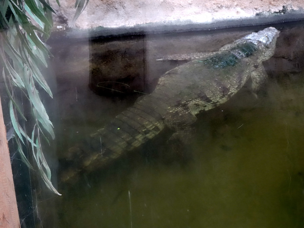 Crocodile at the Hippopotamus and Crocodile enclosure at the Safaripark Beekse Bergen