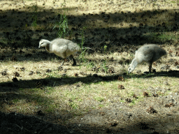 Young Geese at the Safaripark Beekse Bergen, viewed from the car during the Autosafari