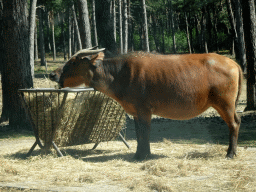 African Forest Buffalo at the Safaripark Beekse Bergen, viewed from the car during the Autosafari