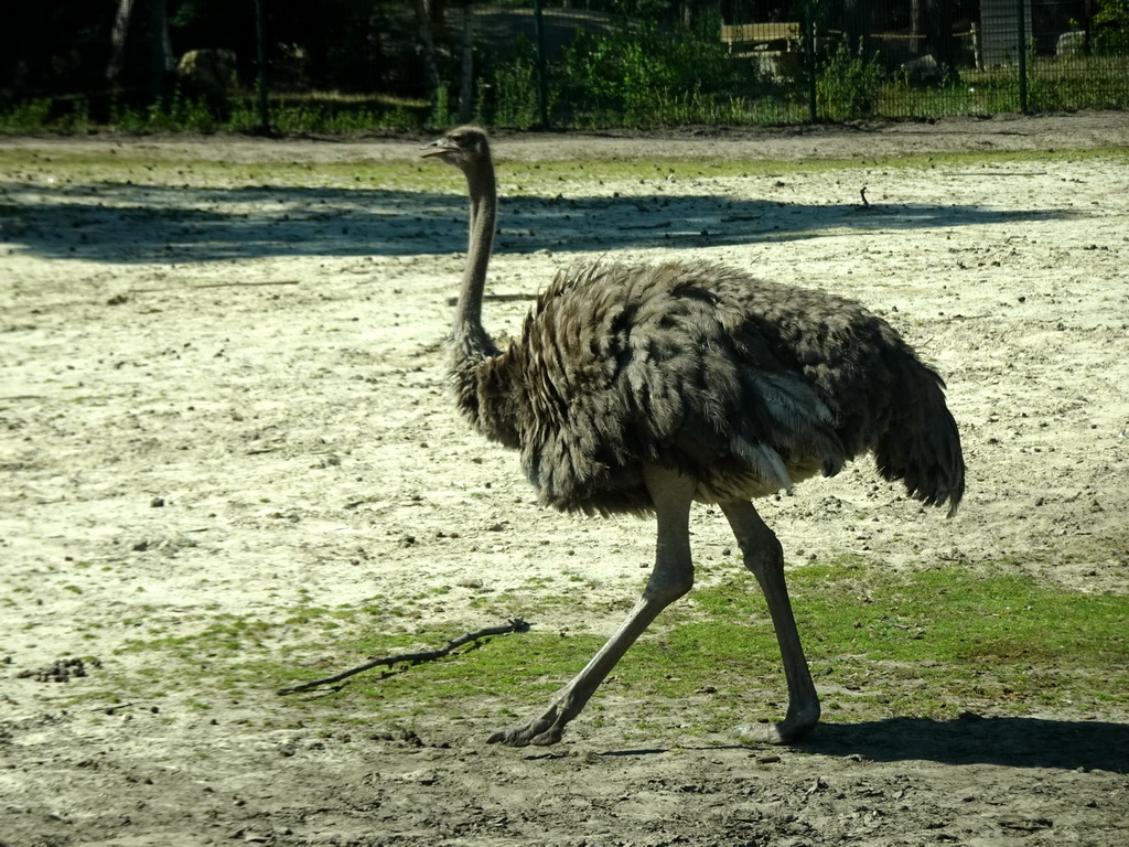 Ostrich at the Safaripark Beekse Bergen, viewed from the car during the Autosafari