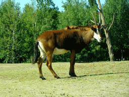 Sable Antelope at the Safaripark Beekse Bergen, viewed from the car during the Autosafari